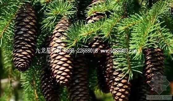 盤點仿生界的五大景觀奇跡